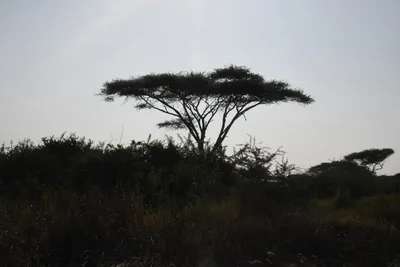 DSC_3370 (Large).JPG